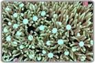 Green Star Polyps